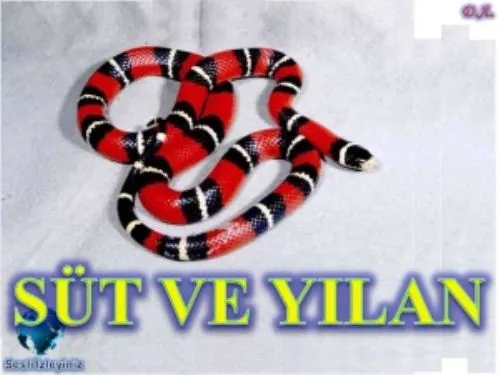 Süt ve Yılan kapak görseli