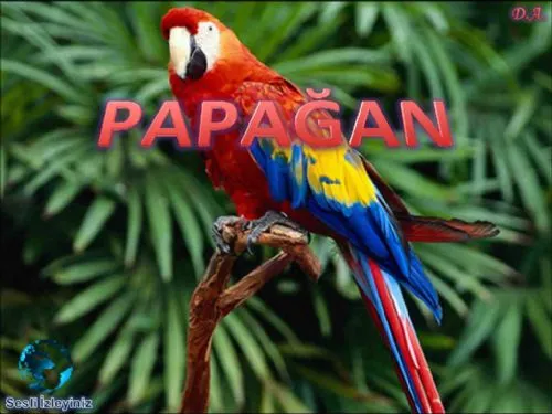 Papağan kapak görseli
