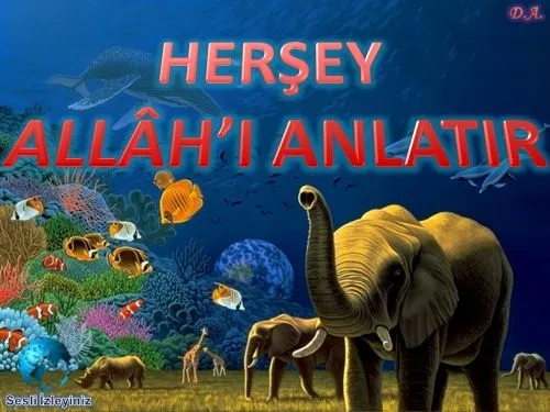 Herşey Allâh’ı Anlatır kapak görseli