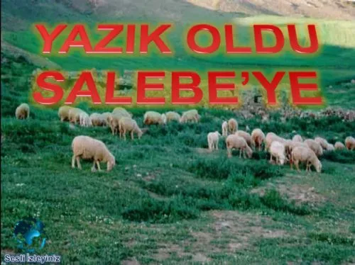 Yazık Oldu Salebe'ye kapak görseli