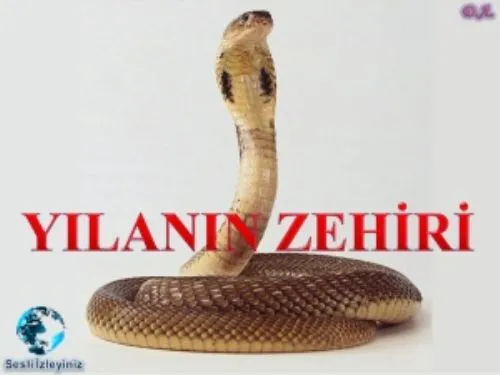 Yılanın Zehiri kapak görseli