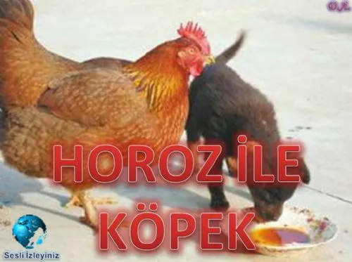 Horoz ile Köpek kapak görseli