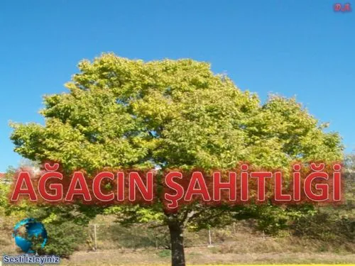 Ağacın Şahitliği kapak görseli