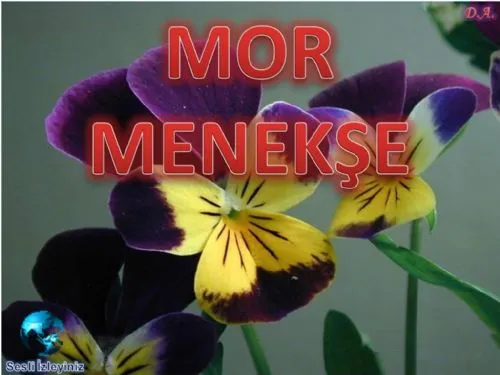 Mor Menekşe kapak görseli