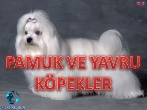 Pamuk ve Yavru Köpekler kapak görseli