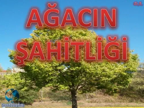 Ağacın Şahitliği kapak görseli