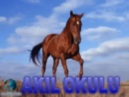 Akıl Okulu kapak görseli