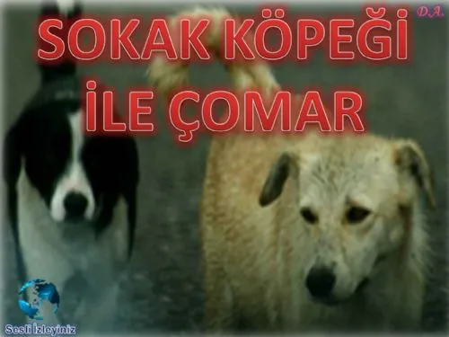 Sokak Köpeği ile Çomar